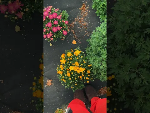 🍁😌осенний вальс😌🍁