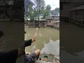 mancing mujair monster pake joran lentur #shorts #viral