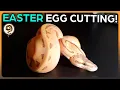 Egg Cutting - 9 Great Ball Python Eggs for Easter Bamboo Pied Enchi Pinstripe