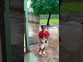 Download Lagu Tu Apana Chhotaki Bahin Se❤️🔥 Khesari Lal Yadav🥰Man Ba Ta Toli🌹#trending #cutebaby #dance #bhojpuri👍