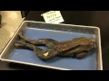 Frog Dissection