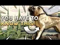 KANGAL 101 Everything You Need To Know About Owning A Turkish Kangal Puppy