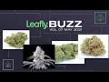 Leafly Buzz Vol 07 May 2021 Edition