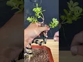 Download Lagu See how to prune a bonsai tree by bending it. #bonsai