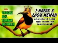 Lagu ROL TEMBAK NGEBREN‼️ Masteran sogon full isian mewah