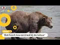 Download Lagu Beer doodt beer bij start dikke-berenwedstrijd