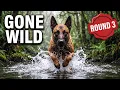 LIVE We Went Back Again Belgian Malinois Jungle River Round 3