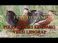 Download Lagu BARU‼️PIKAT BELIBIS KEMBANG TANPA JEDA