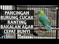 Download Lagu Pancingan burung cucak ranting yang malas bunyi atau cucak ranting bakalan agar cepat bunyi