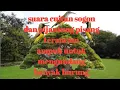 Download Lagu suara cuitan sogon dan pijantung pisang terancam ampuh untuk mengundang banyak burung