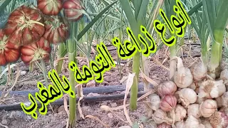 كيفية زراعة التومة بالمغرب ماهي الامراض التي تصيب التومة معرفة انتاج ومحصول من زراعة التوم بالمغرب 
