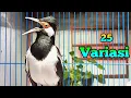 Download Lagu Pancingan Jalak Suren Gacor 25 Variasi Ocehan - Masteran Suara Burung Jalak Agar Full Isian Mewah
