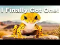 Download Lagu I Got a Pet Leopard!!
