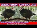 Download Lagu BURUNG PEMIKAT MERPATI HUTAN SULAWESI