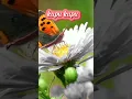 Lagu kupu kupu cantik #shorts #videoviral #kupukupu