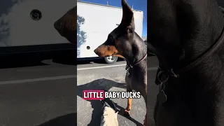 #fyp #dream #doberman #pets