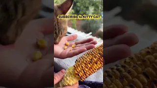 The best cats on the internet today 2026! INSTANT SEROTONIN - Cat compilation