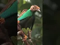 Download Lagu BURUNG LANGKA ASAL MALUKU UTARA