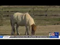 Horses Help Humans In Therapy Counseling At Bartlett Ranch
