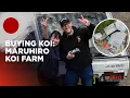 BUYING KOI - MARUHIRO KOI FARM!!
