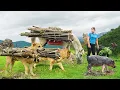 Download Lagu Horse, Goat, Pig and 2 Dogs Help The Girl Carry Firewood From Forest To Sell For Villagers