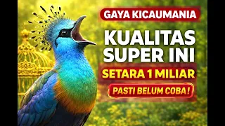 langsung terasa bedanya masteran burung full isian mewah 2026