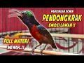 Download Lagu KOLIBRI NINJA GACOR FULL ISIAN TEMBAKAN BELALANG EMAS !! MASTERAN KONIN BAHAN FULL MATERI MEWAH