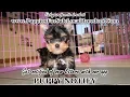 TEACUP YORKIE PUPPIES FOR SALE GEORGIA LOCAL BREEDERS NEAR ATLANTA GA