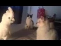 Download Lagu Cockatoo Meows Like a Cat