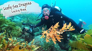 E95 – Leafy Sea Dragons & Kangaroos on the Beach, Lucky Bay WA