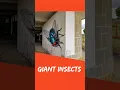 Lagu Giant insects