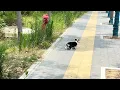Download Lagu I was so happy I found a puppy, but my wife said she was blind…