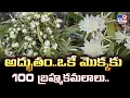 Lagu Amazing..100 Brahma Kamalams on a single plant.. | Brahma Kamalam - TV9