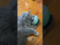 That s the spot Cat massages own head