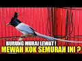 Download Lagu BURUNG MURAI LEWAT ! 1001 YG PUNYA BURUNG INI, UPDATE HARGA BURUNG TALI POCONG PUTIH