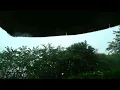 Relaxing Evening Rain in The Forest / Light Rain and Wind Under The Trees