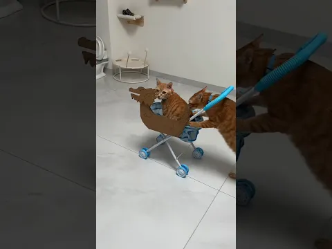 Cat Committed Theft in the House!