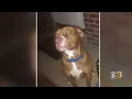 Former ACCT Philly employee facing felony cruelty charge