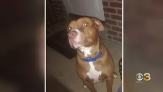 Former ACCT Philly employee facing felony cruelty charge