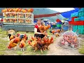 Download Lagu TIMELAPSE -- Harvest 1000+ Giant Eggs and Hens in the Farm, Go to Market to Sell