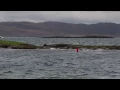 Otters at Sgeir Na Maoile (Bald/Bare Rock) in the Sound of Jura