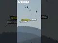Download Lagu How Do Birds Master Flight
