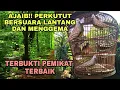 Lagu BUKTIKAN!! PERKUTUT BERSUARA LANTANG DAN BERGEMA - PEMIKAT TERBAIK