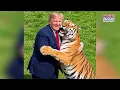 TRUMP'S WILDEST AI VIDEO VIRAL: US President Chases, Hugs Tiger In Fever-Dream Like Visuals| WATCH