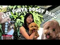 Download Lagu DOGGY BARUNYA CECE NGAMBEK #dewivanow #moi #poochon #newdog #poodle #bichon 