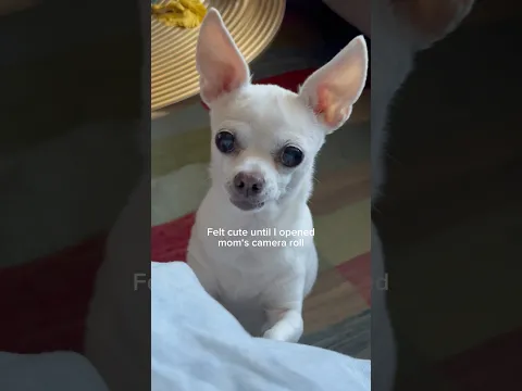 JEDER Hundebesitzer hat solche Bilder am Handy 🥲 Peinliche Fotos von Zuri 🤪 #ViktoriaSarina