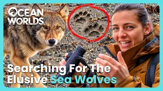 Rare Look At Sea Wolves That Swim Between Islands In The Open Ocean | Deep Dive North America