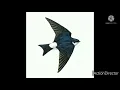 Download Lagu suara burung luar ruangan terbaik(sp suara walet mp3)