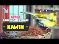 Download Lagu Pancingan Suara Kenari Kawin \