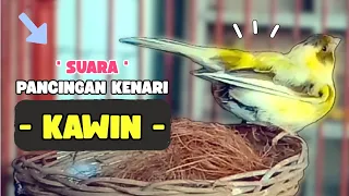 pancingan suara kenari kawin 
